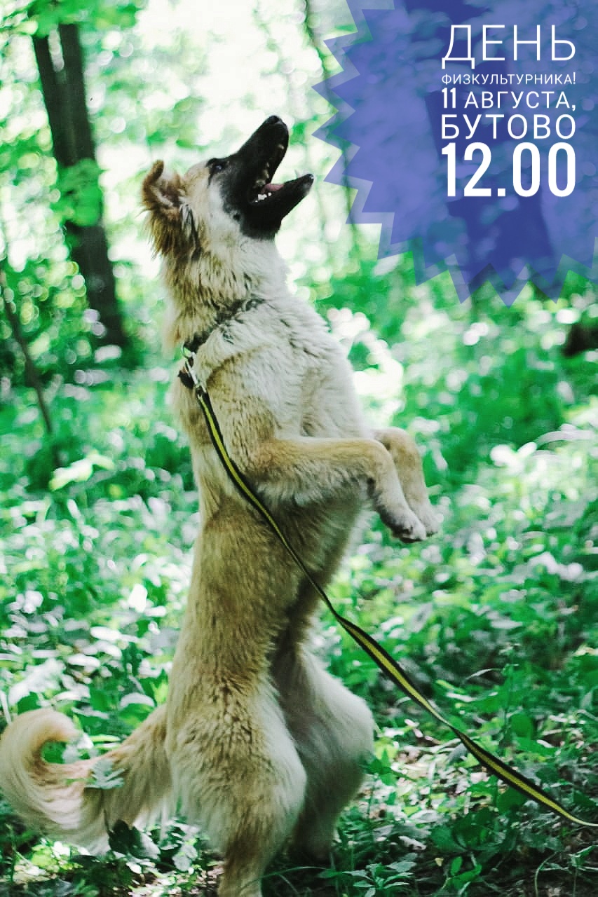 День физкультурника с собаками из приюта в Щербинке